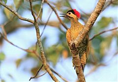 Green-barred Woodpecker